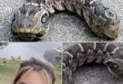 Woman discovers strange snake-like creature in her back garden